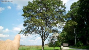 A Tree Suffering From Ozone Poisoning