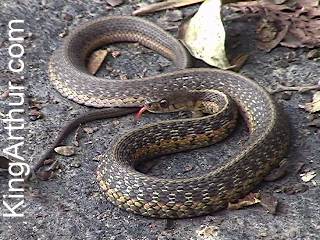 Eastern Ribbon 
Snake