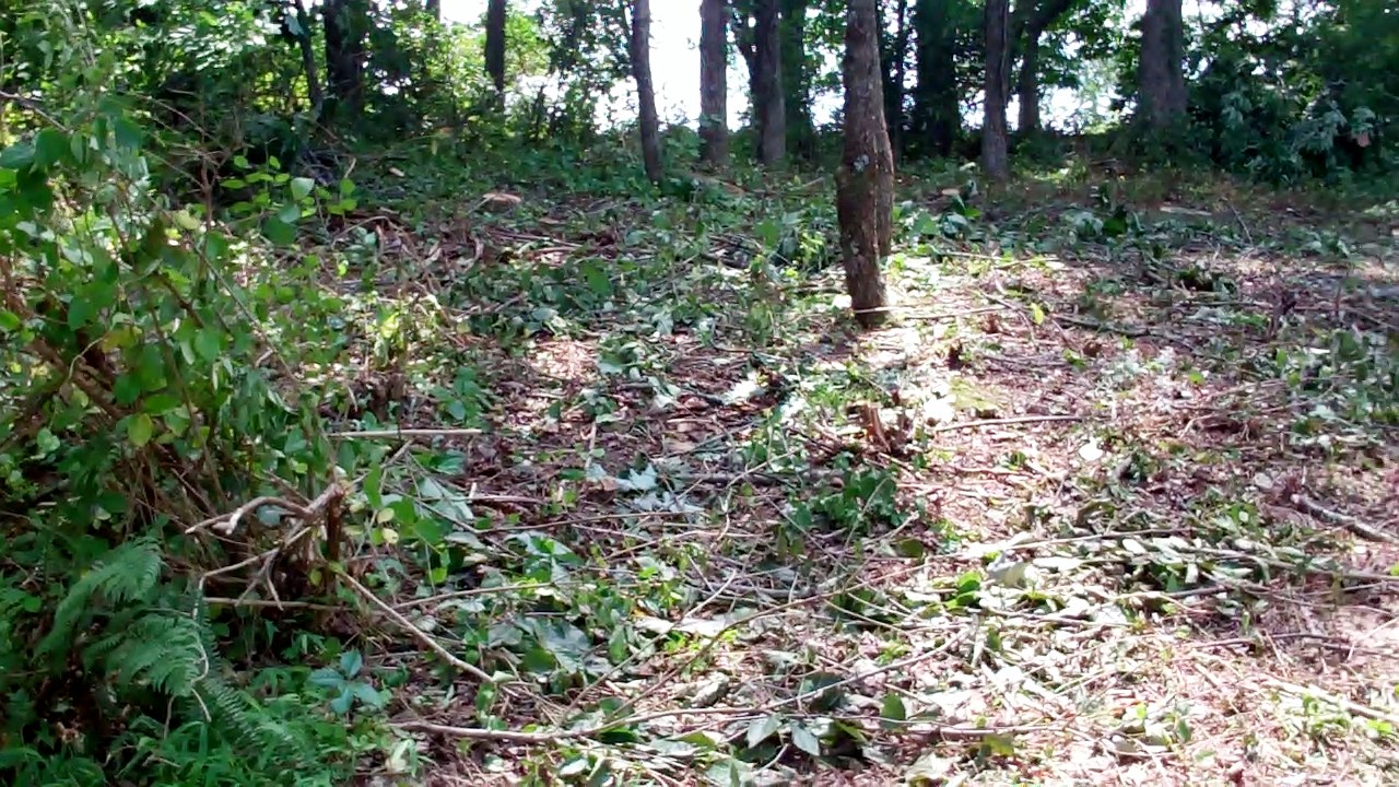 Mountain Side Cleared of Dead Ash Trees